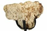 Fossil Triceratops Scapula Section w/ Metal Stand - South Dakota #354356-2